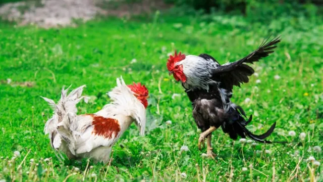 Cách Nuôi Gà Lai Đá Bí Quyết Để Có Những Chú Gà Khỏe Mạnh